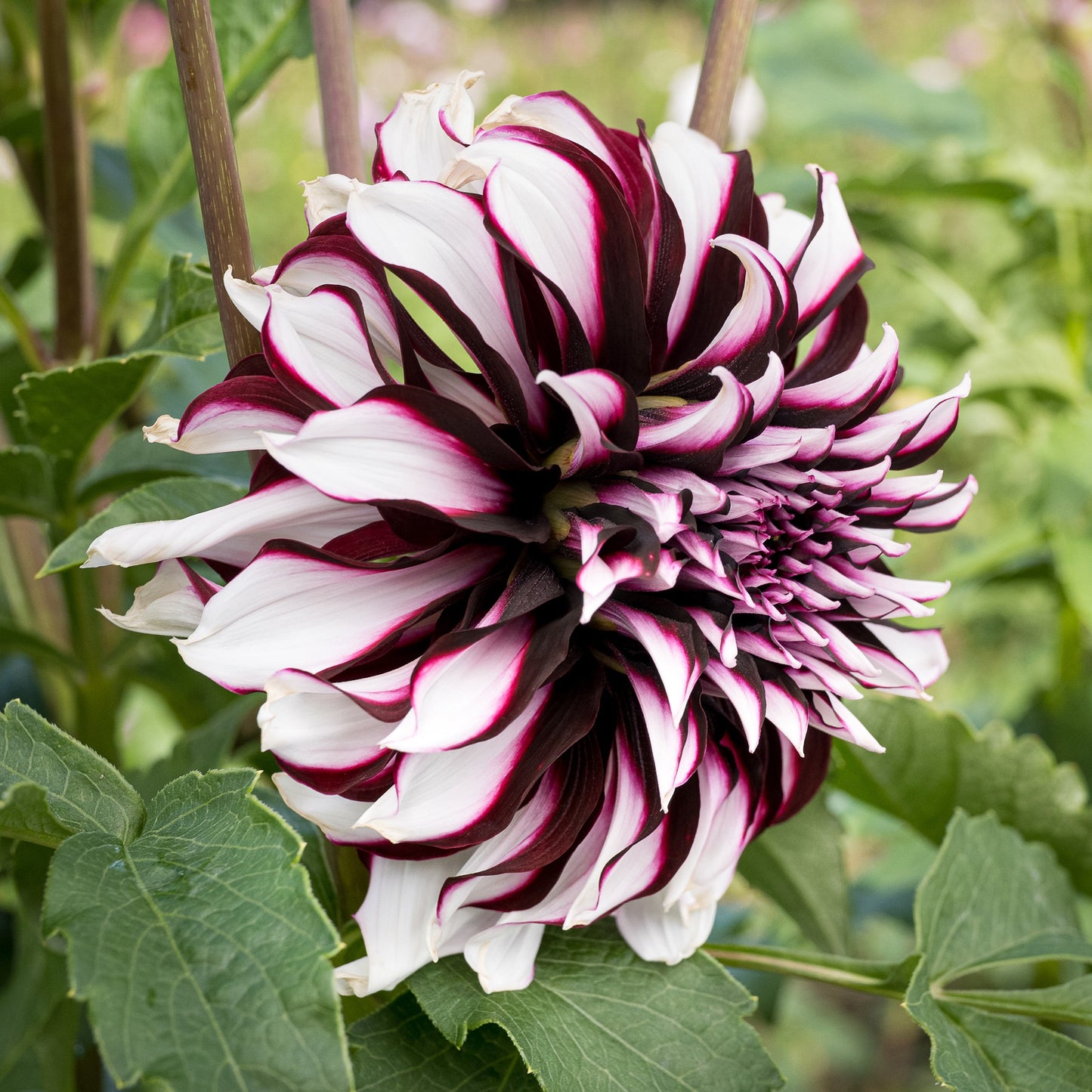 Tartan Dahlia