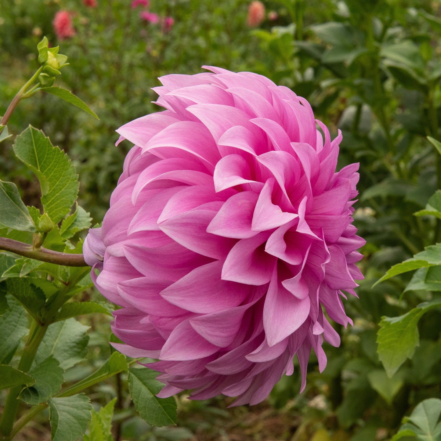 Vassio Meggos Dahlia