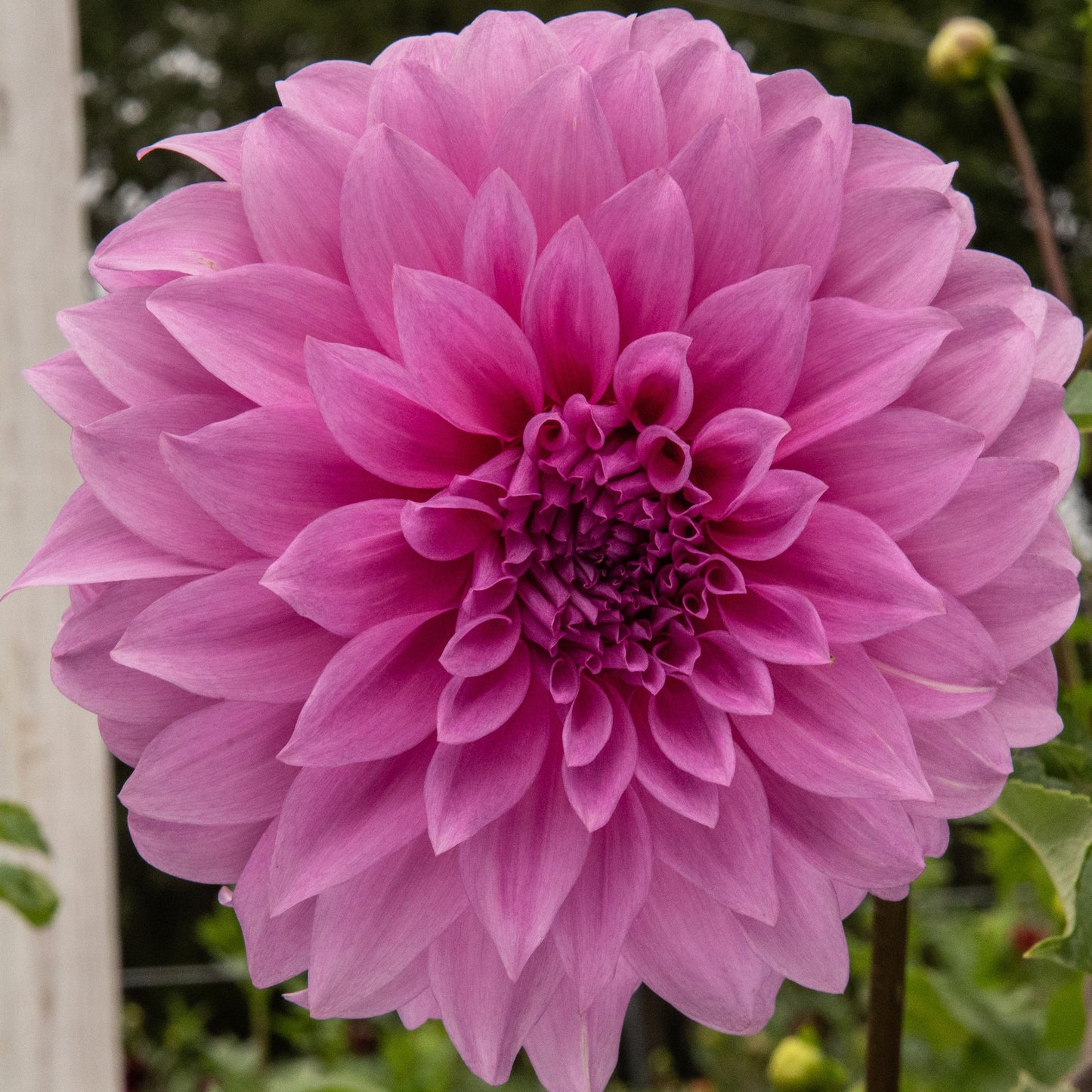 Vassio Meggos Dahlia