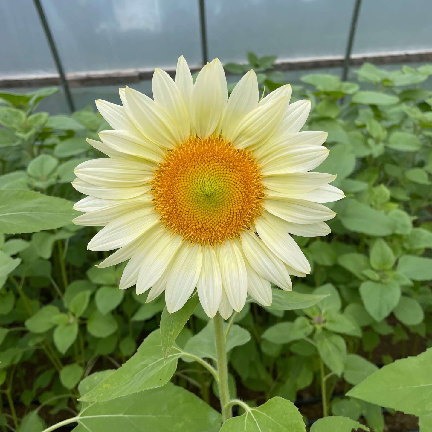 ProCut® White Lite Sunflower