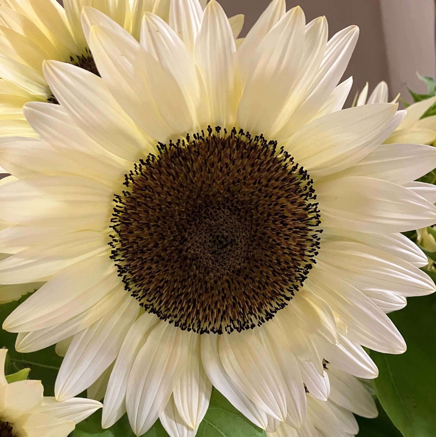 ProCut® White Nite Sunflower