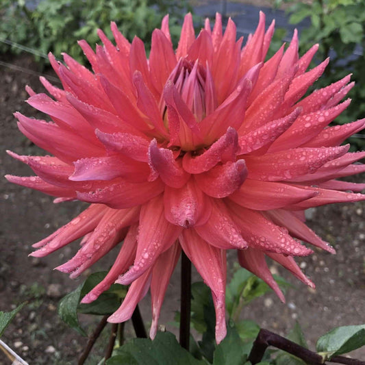 Wyn's King Salmon Dahlia