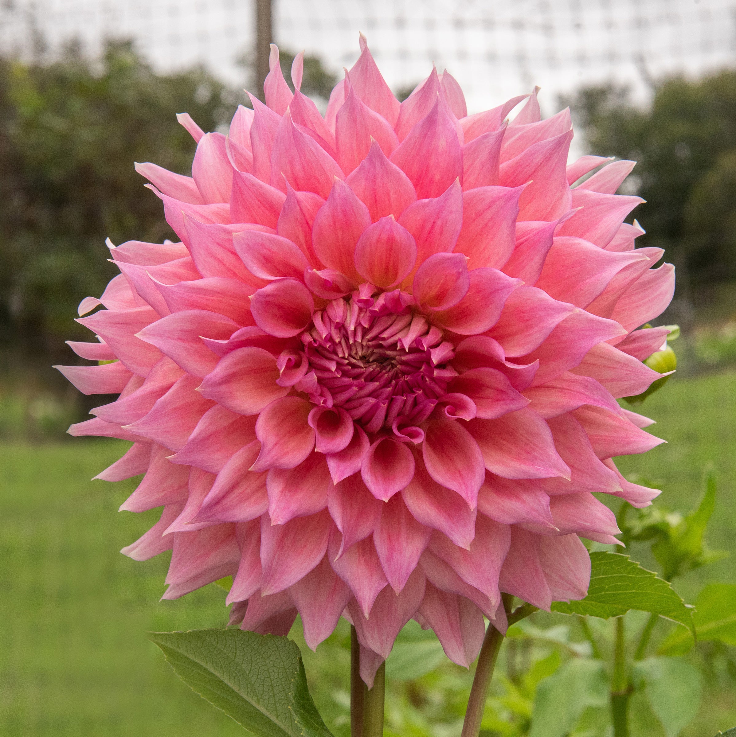 Buy Wyn's Pink Pearl Dahlia Tuber (Bulb) – Bear Creek Farm