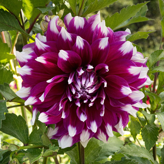 Yarra Falls Dahlia