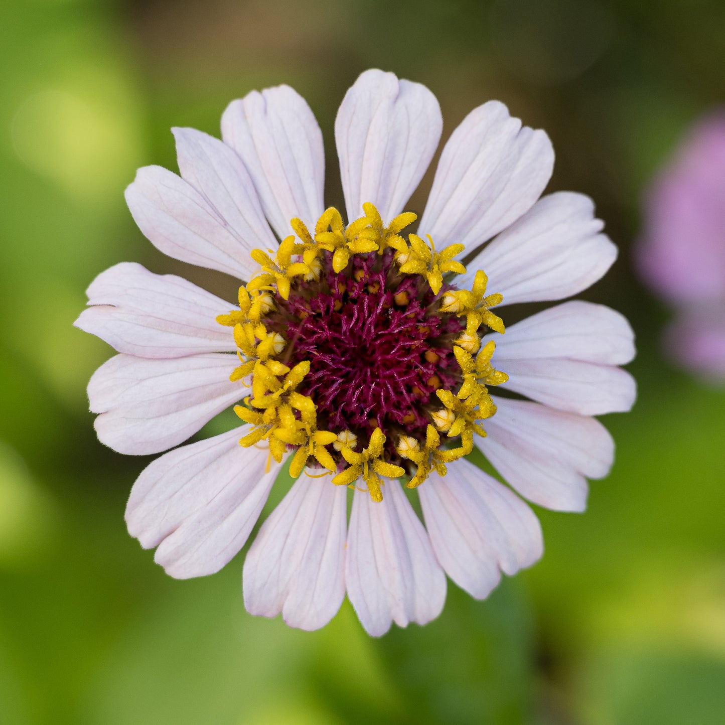 Zinnia Zinderella Lilac