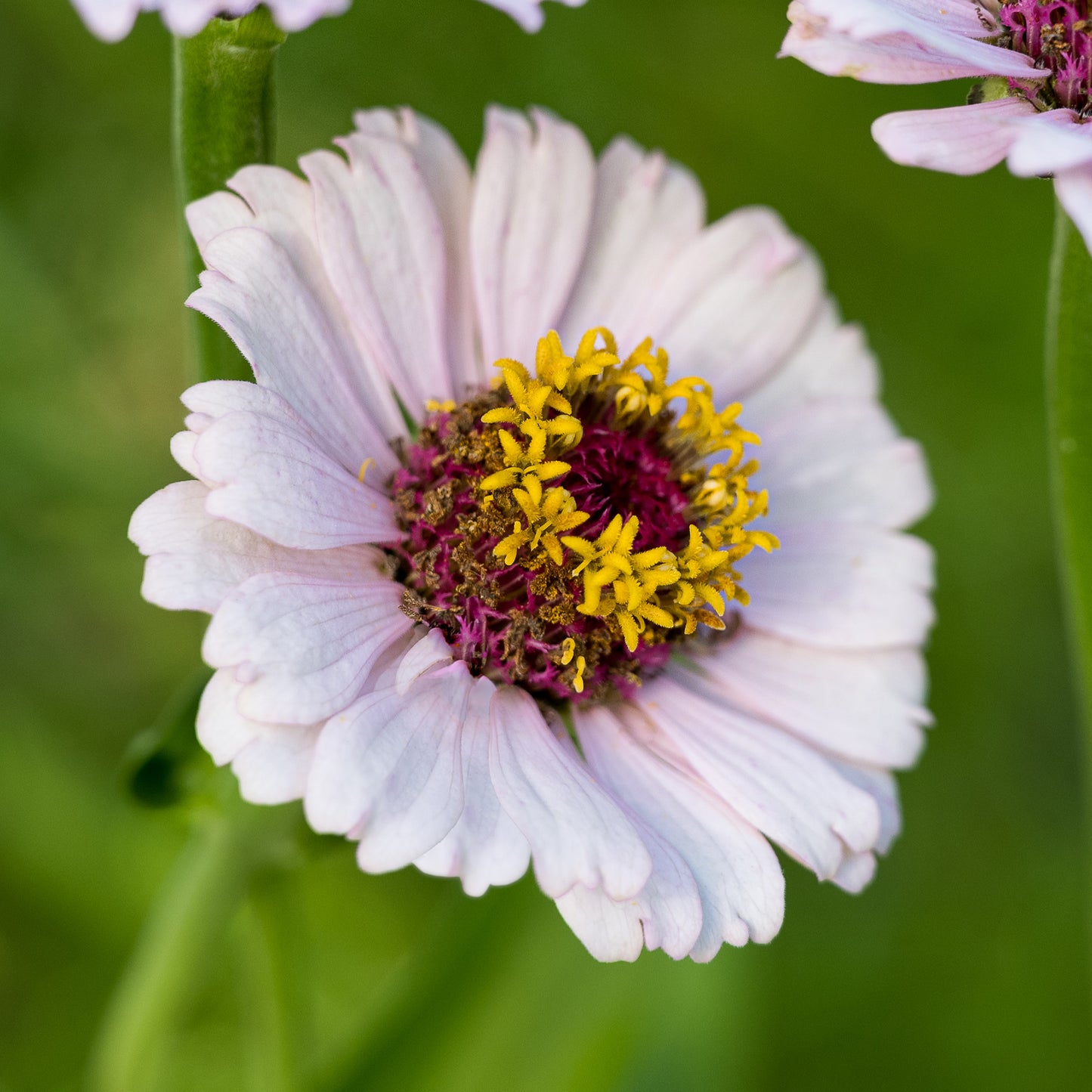 Zinnia Zinderella Lilac