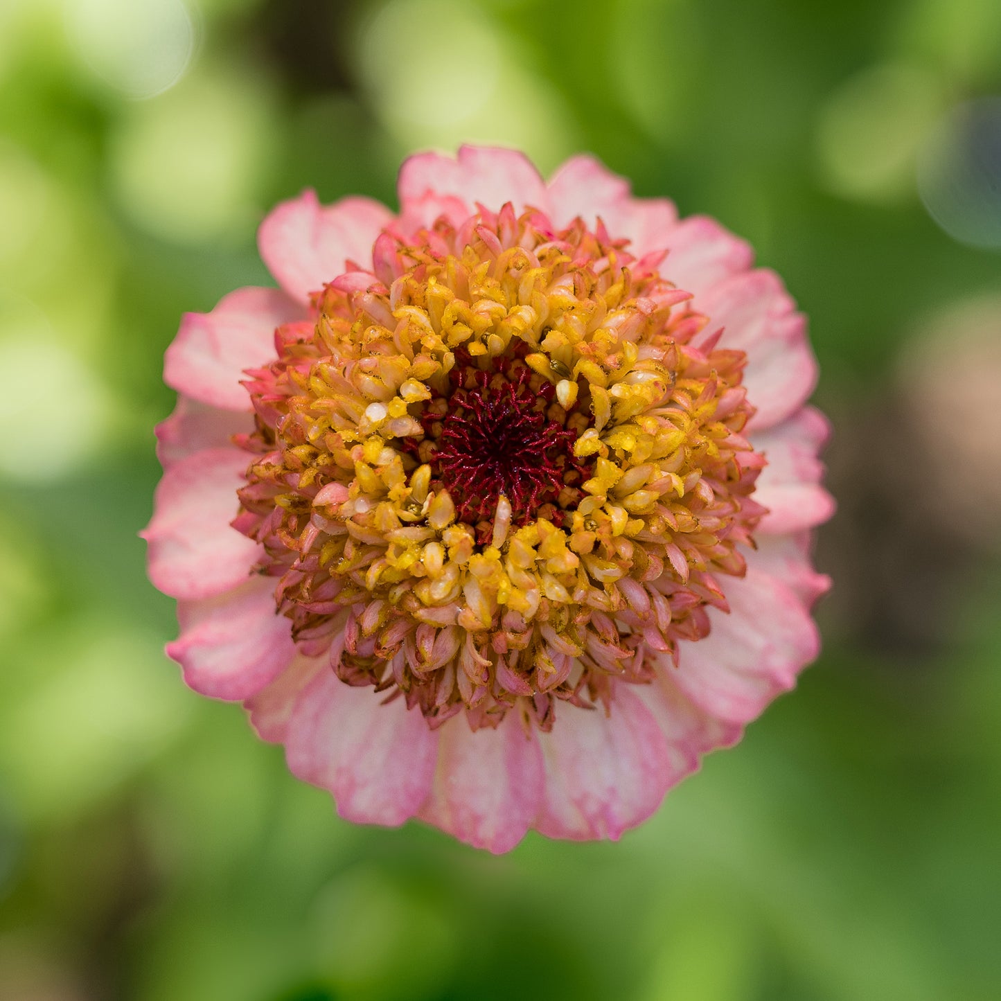 Zinnia Zinderella Peach