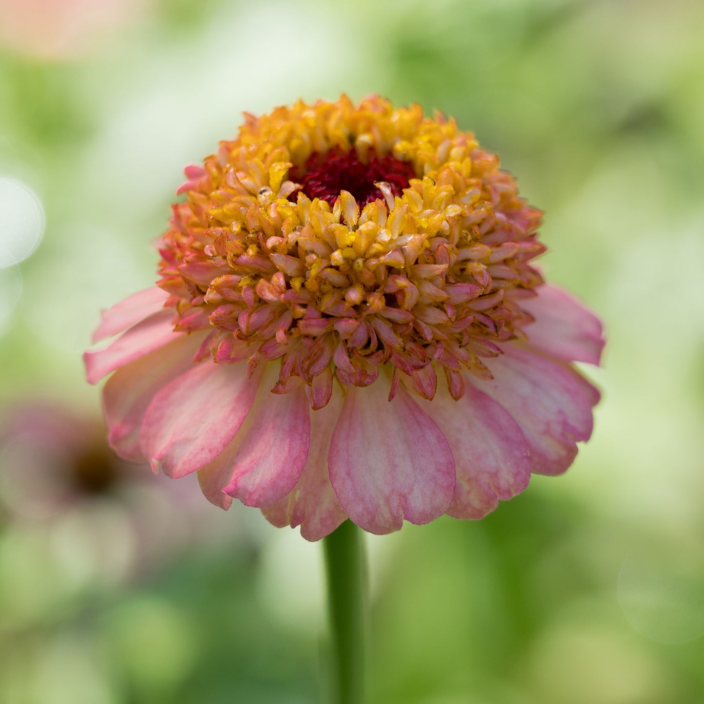 Zinnia Zinderella Peach