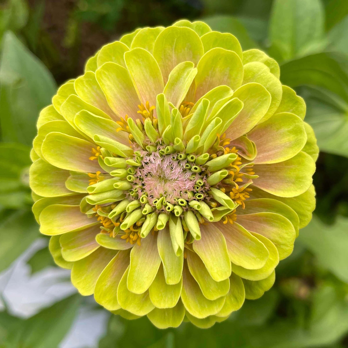 Zinnia Queen Lime Blush