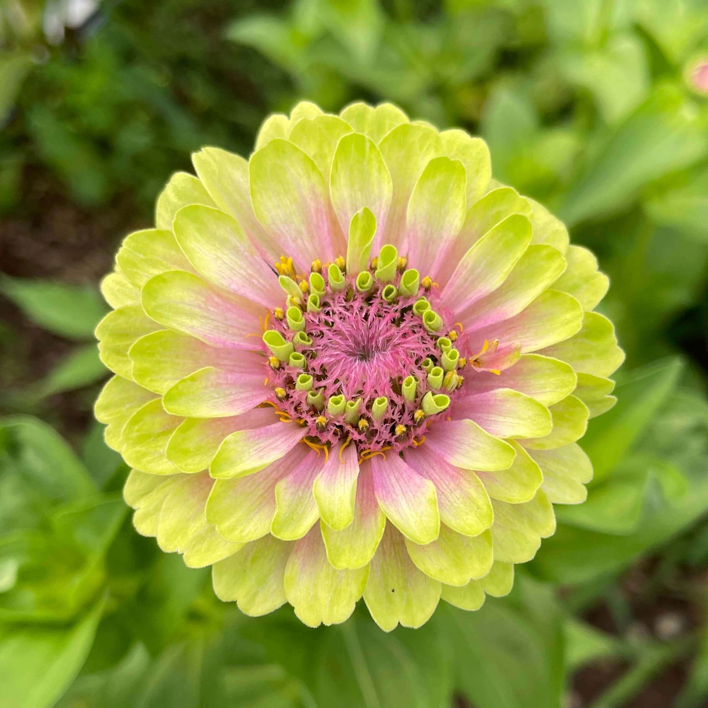 Zinnia Queen Lime Blush