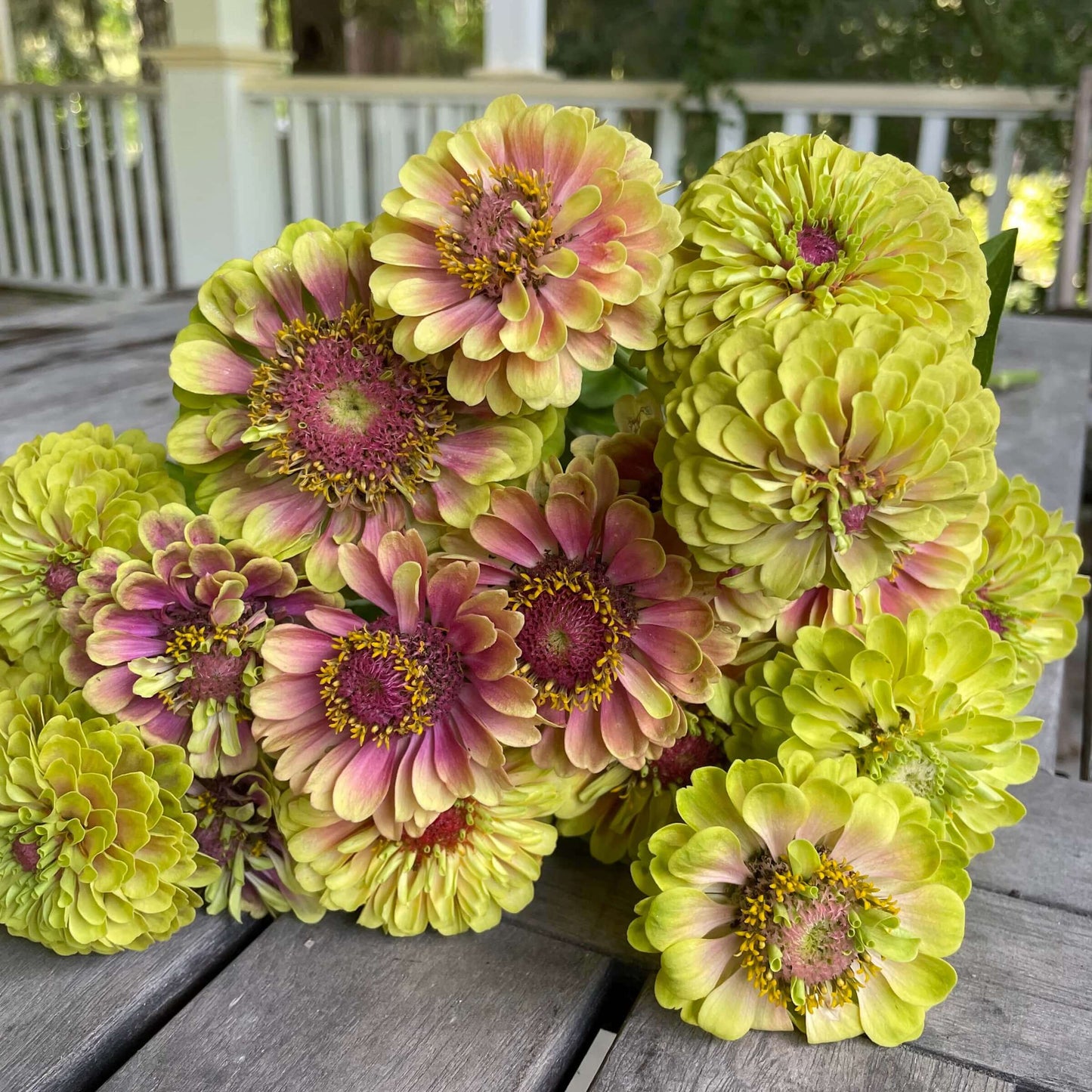 Zinnia Queen Lime Blush