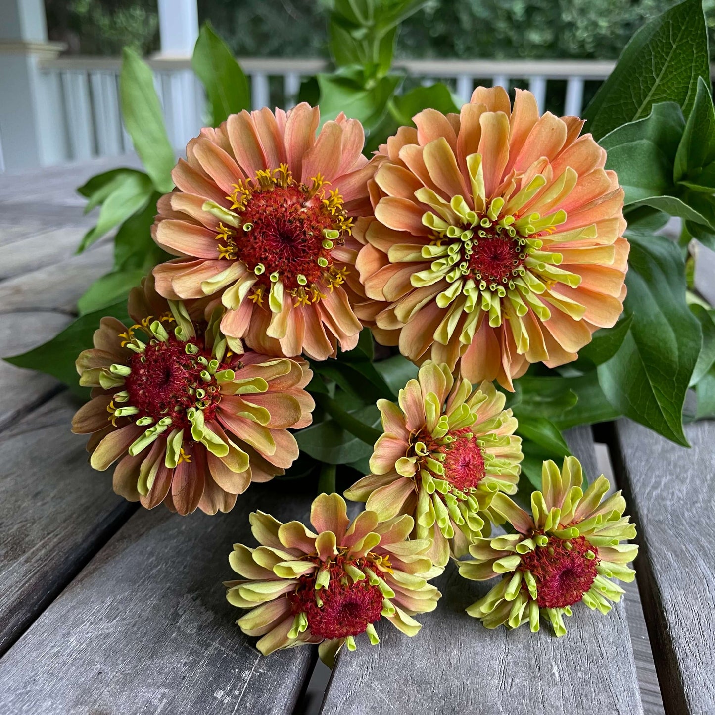 Zinnia Queen Orange Lime