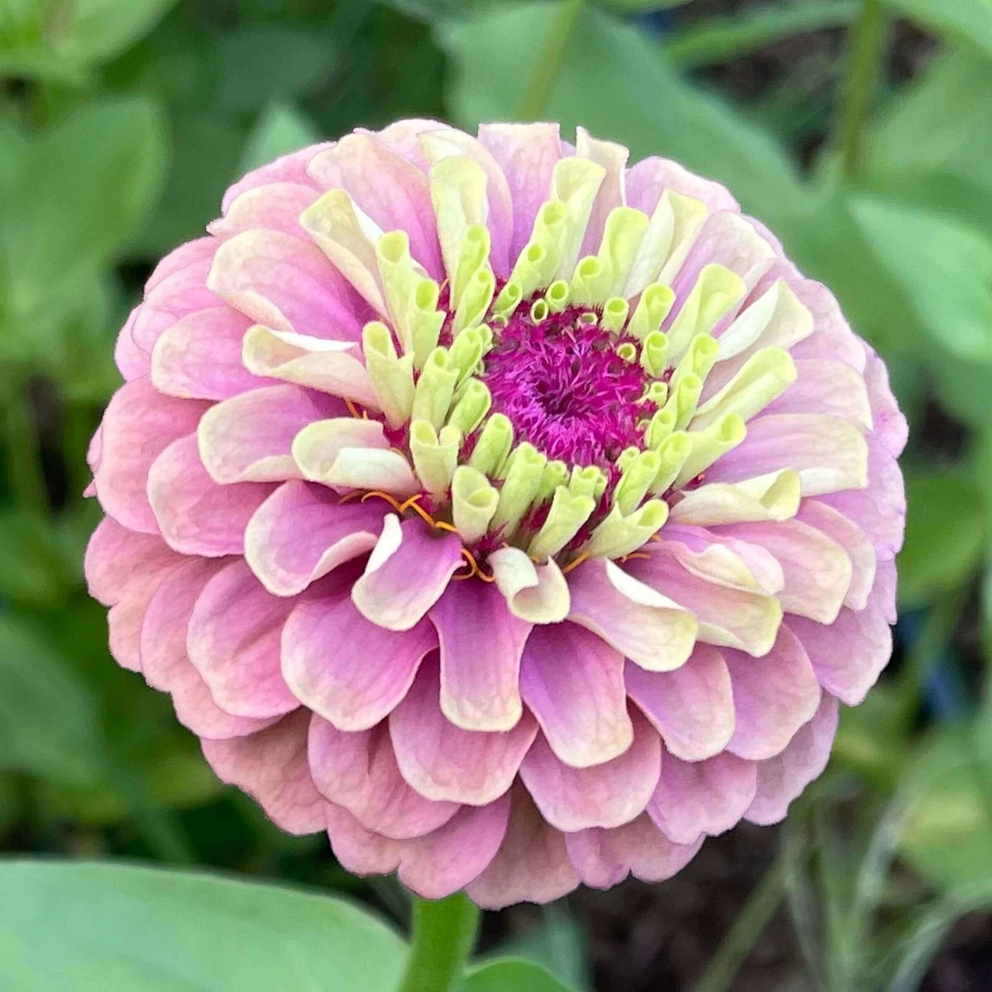 Zinnia Queen Red Lime