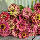 Zinnia Queen Red Lime