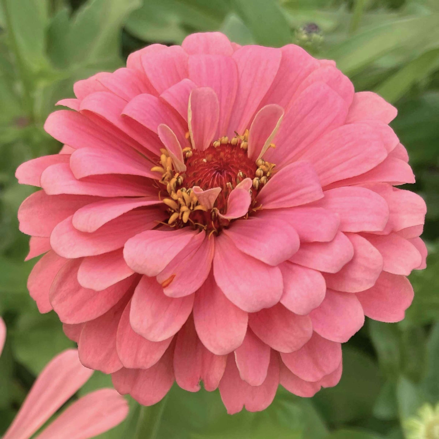 Zinnia Señora