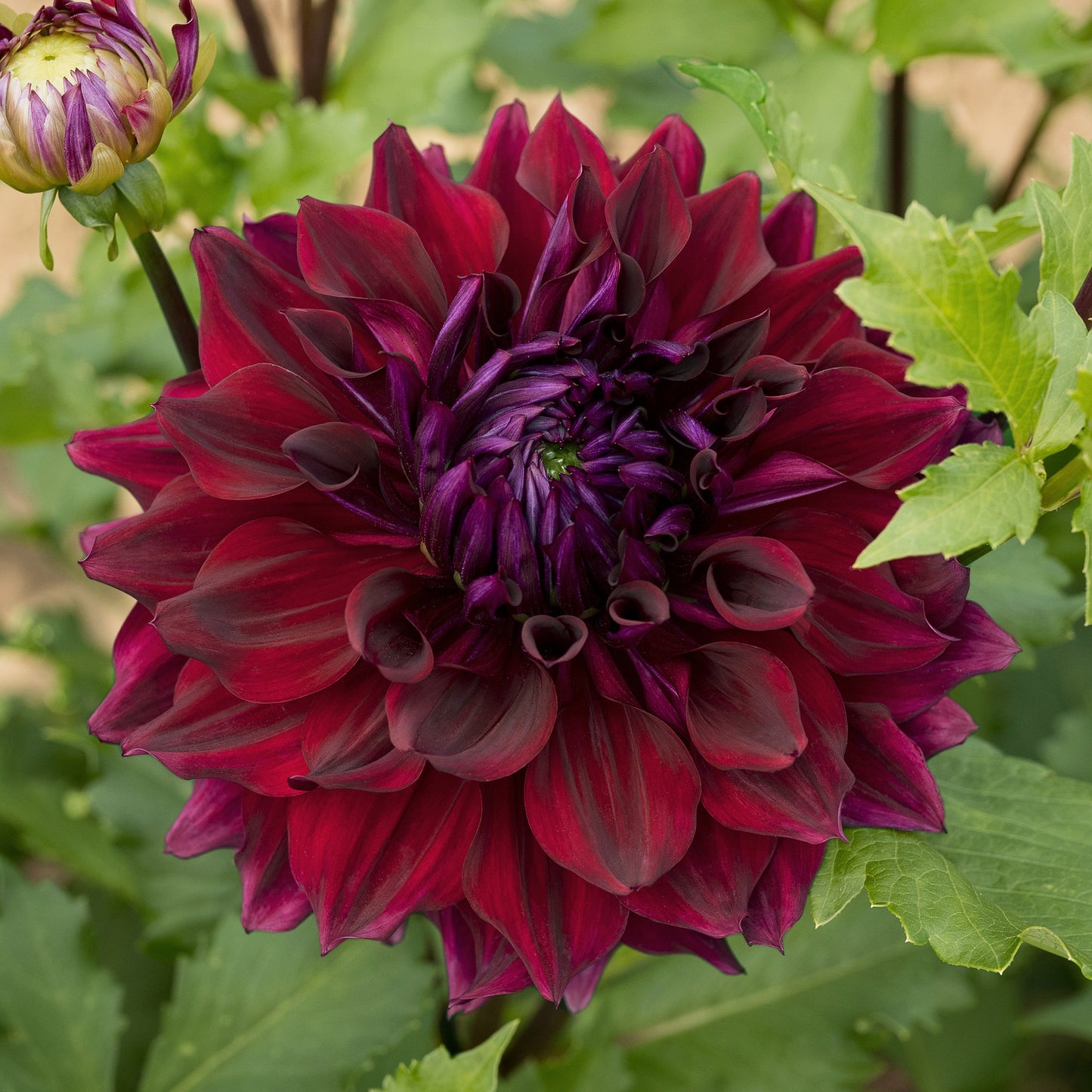 Zorro Dahlia