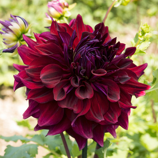 Zorro Dahlia