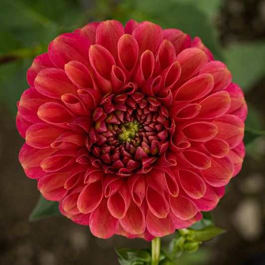 Zundert Mystery Fox Dahlia