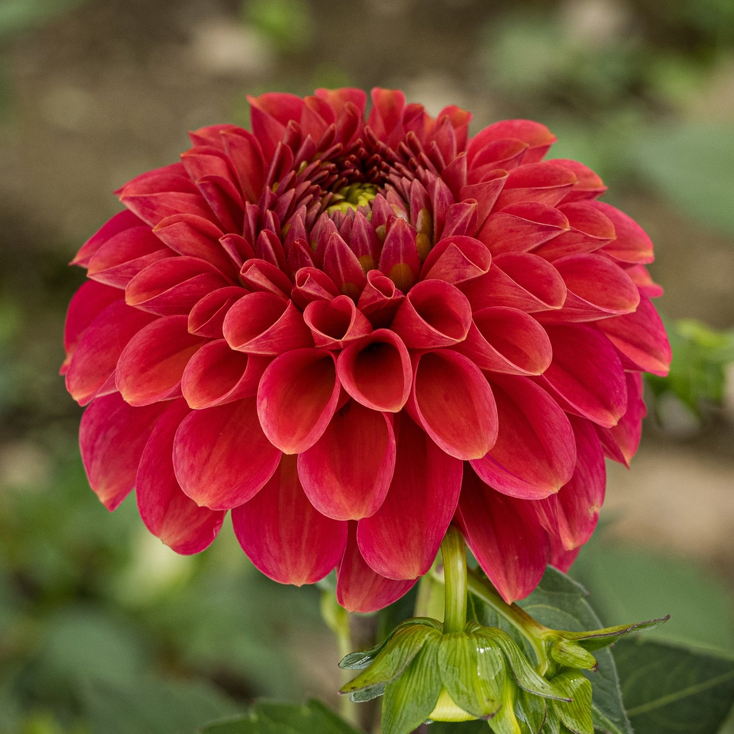 Zundert Mystery Fox Dahlia