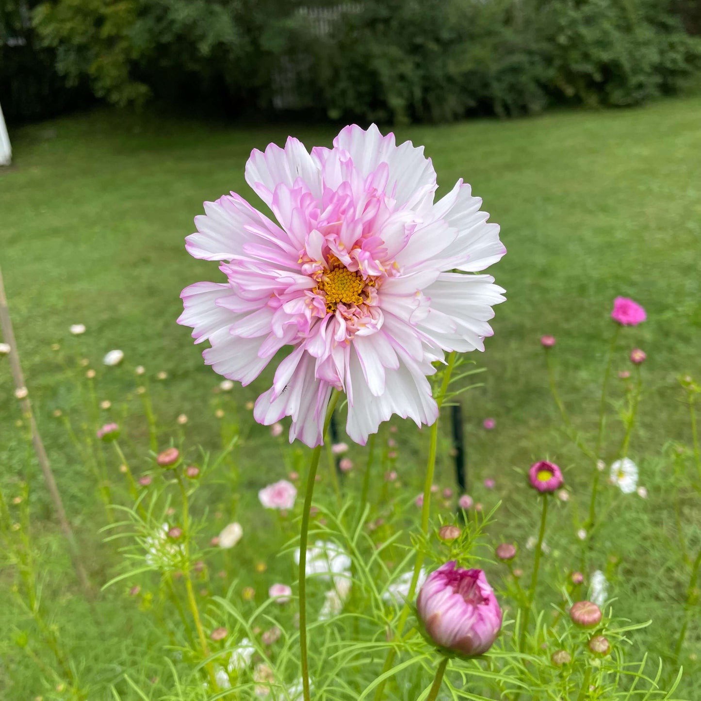 Cosmos Double Click Bicolor Pink