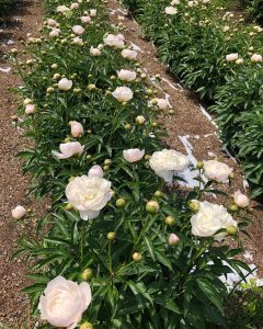 Peony Workshops