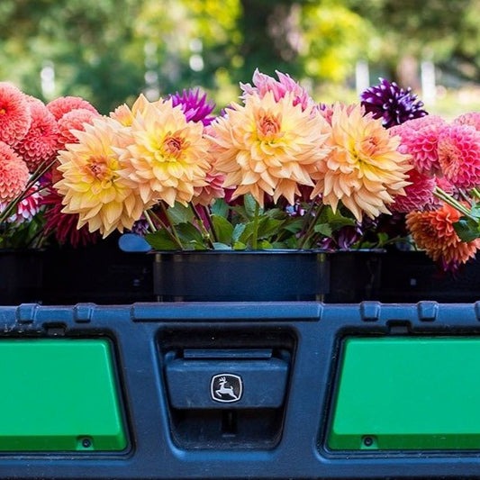 Half Day Dahlia Workshops