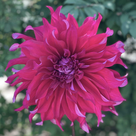 Jocondo Dahlia