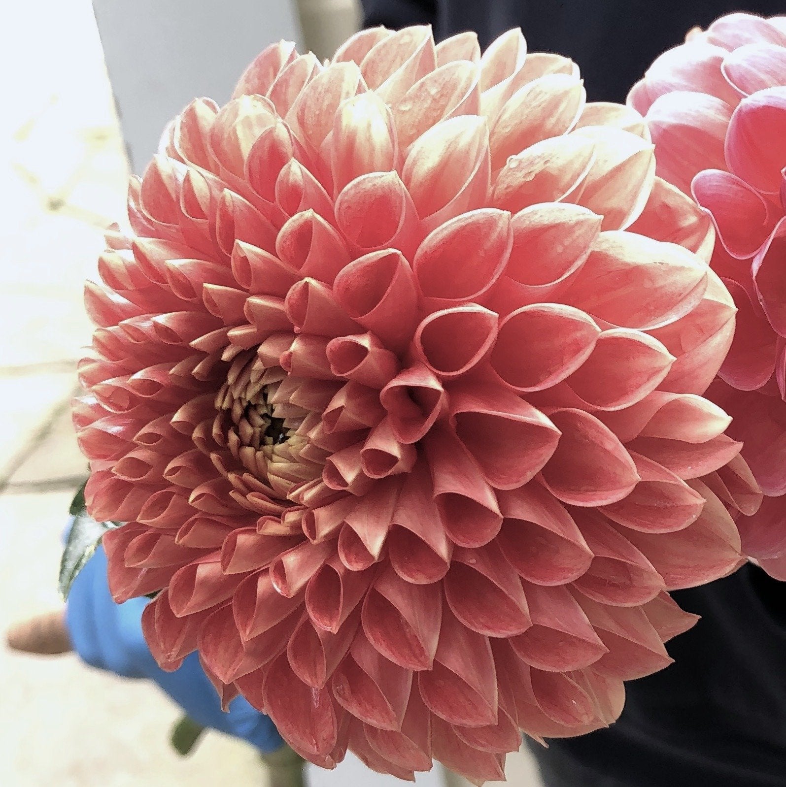 Jowey Nicky Dahlia – Bear Creek Farm