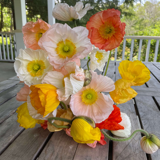 CSA Iceland Poppies