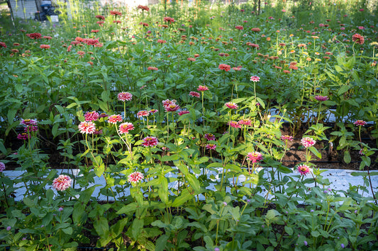 Novice Growers: 7 Reasons Zinnias Are Your Best Friend