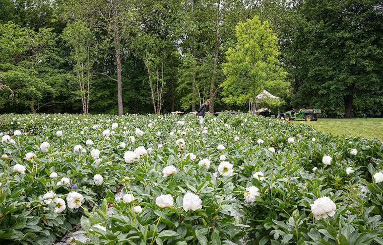 Beauty in peony fields