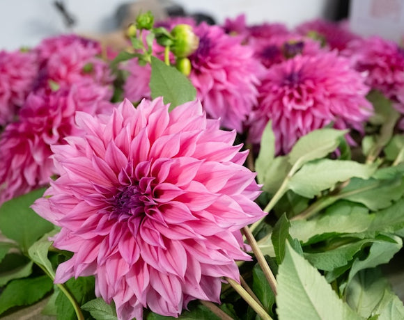 The Simplicity of Direct Planting Dahlia Tubers