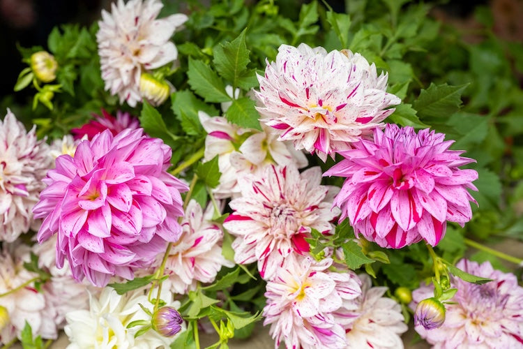 Tips to Keep Dahlias Thriving When the Heat Is On