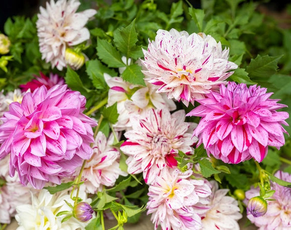 Tips to Keep Dahlias Thriving When the Heat Is On