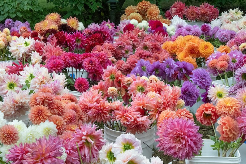 Tips for Choosing the Best Dahlia Varieties for Your Garden