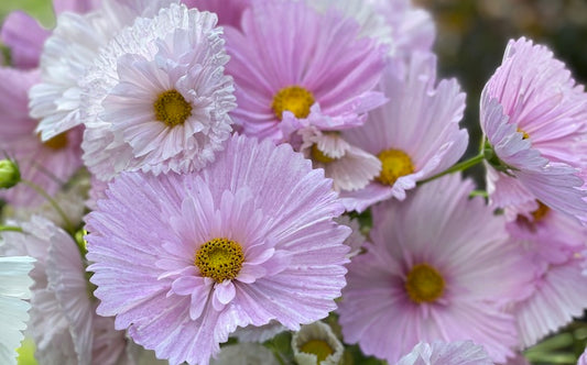 Coloring With Cosmos: Discover these Easy-to-Grow Blooms