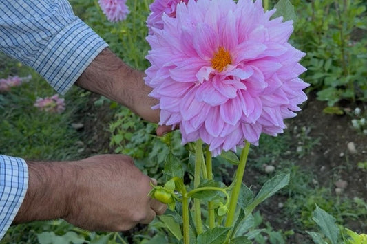 A person deadheading a dahlia