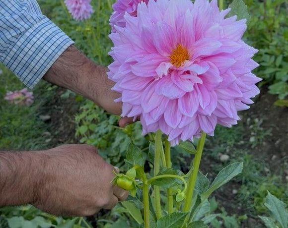 A person deadheading a dahlia
