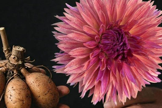 Your Dahlia Tubers Live in the Box, Not the Basement