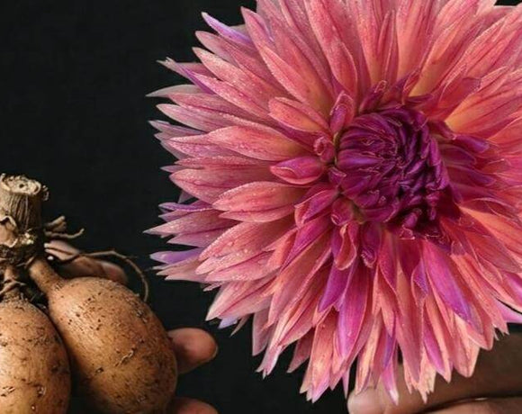 Your Dahlia Tubers Live in the Box, Not the Basement