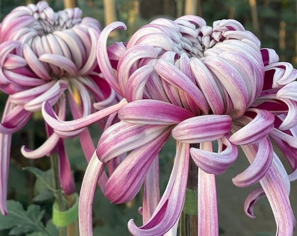 A Season That Tests the Bloom: Heat and the Mums
