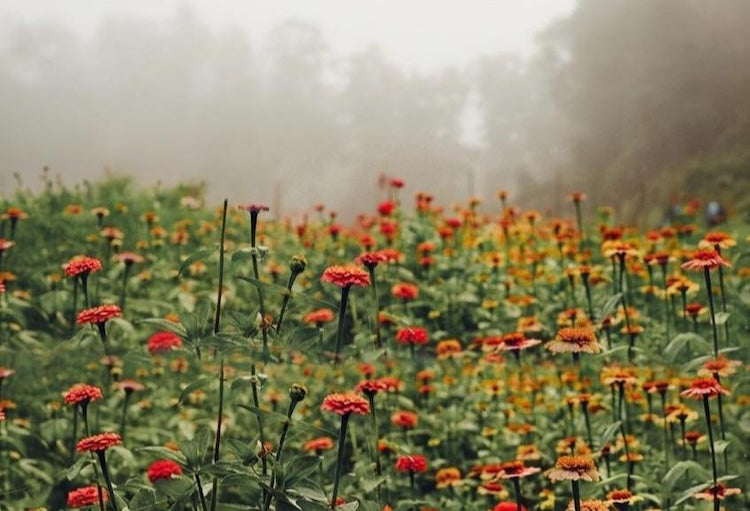 Does Wildfire Smoke Harm Flowers? A Gardener's Guide