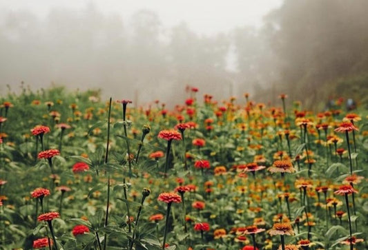 Does Wildfire Smoke Harm Flowers? A Gardener's Guide
