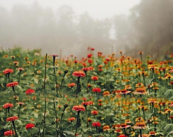 Does Wildfire Smoke Harm Flowers? A Gardener's Guide