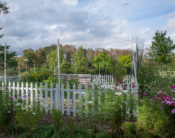 Cultivating Nature's Unruly Beauty: The Art of Wild Gardening