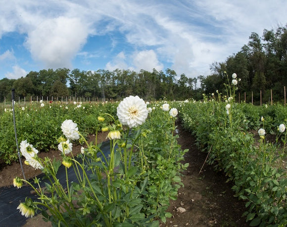 How Wide Should Paths Be in a Cutting Garden?