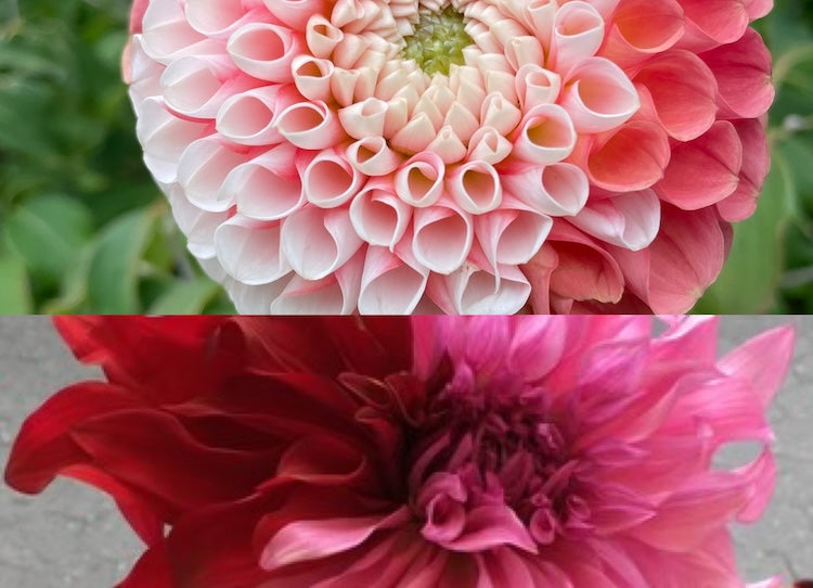 Captivating Dahlia Mutations in Your Garden