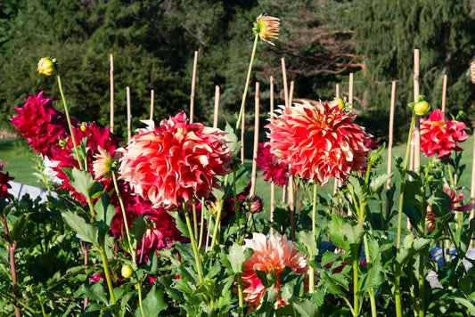 Staking Dahlias: Why Loose Ties Grow Stronger Plants