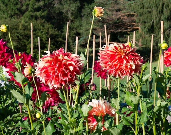 Staking Dahlias: Why Loose Ties Grow Stronger Plants