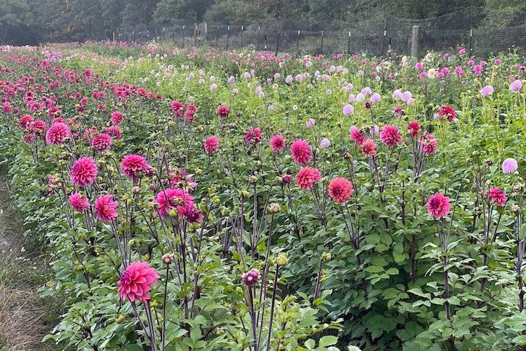 Why Growing Flowers in the Northeast Is So Different from the Northwest